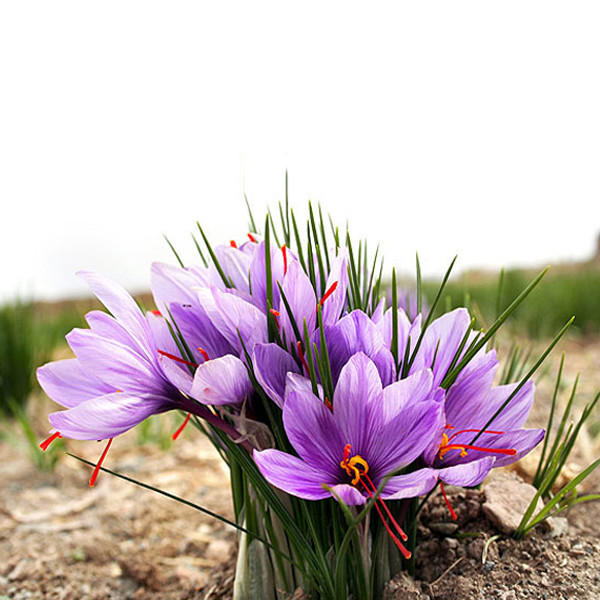 به زراعی زعفران